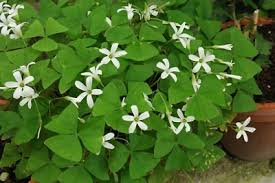 Image result for Oxalis oligotricha