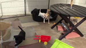 Maybe you would like to learn more about one of these? Puppy Culture Avidog Galody Gundogs