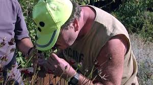Darf man haustiere im garten. Mdr Garten Der Garten Ratgeber Im Mdr Fernsehen Und Internet Mdr De