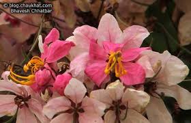 Image result for Cassia agnes