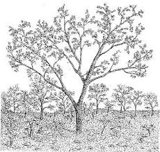 Image result for Commiphora mossambicensis