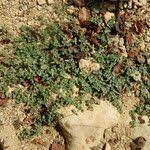 Image result for Euphorbia granulata