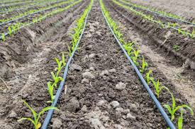 How much is too much? Small Corn Plant Growing In Bed With Drip Irrigation Water System Stock Photo Picture And Royalty Free Image Image 131695609