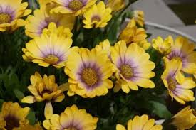 Image result for paprskovka obrázek