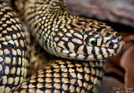 Beautiful Shot Of A Brooks Kingsnake Brooks Beautiful Animals