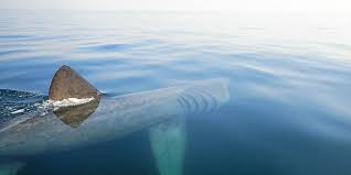 Le requin pèlerin (cetorhinus maximus) est le second plus gros poisson connu, après le requin requin — requin, raquin m. Bretagne Mer Balise Aux Glenan Le Requin Pelerin Mari B Localise Au Cap Vert Le Telegramme