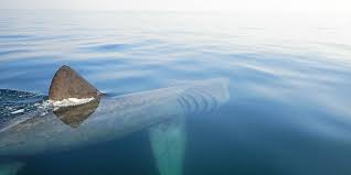 Le requin est le plus vulnérables de le espéce requin de les impacts. Bretagne Mer Balise Aux Glenan Le Requin Pelerin Mari B Localise Au Cap Vert Le Telegramme