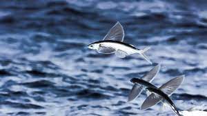 Instead they propel themselves out of the water at speeds of more than 35 miles (56 kilometers) an hour. Bbc Earth Flying Fish Escapes Predators