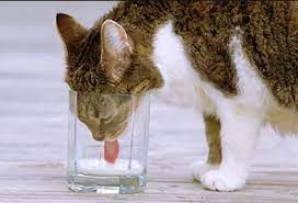 Why It S For Cat S Unhealthy Drinking Milk Pinacotheca Cats Fancy Cats Drink Milk