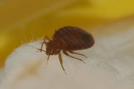 However, it is also important to preemptive when you'll be unable to get to the. Pest Control Bed Bug Extermination Cost Clifton Nj