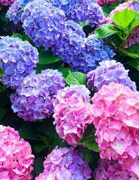 Pin On Hydrangeas In The Garden