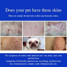 Image result for scabies dog ear