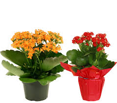 Image result for Kalanchoe calandiva