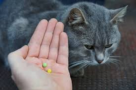 The good thing about pill pockets is that they are available in different flavors that cats love. How To Give Your Cat Pills Other Medications Hill S Pet