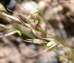 Image result for Styppeiochloa