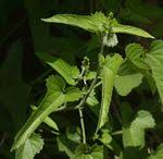 Image result for Tragia brevipes-benthamii-okanyu