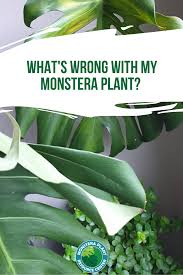 What S Wrong With My Monstera Plant In 2020 Yellow Leaves On Plants Plants Monstera