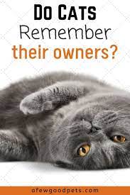 Do Cats Remember Their Owners Cats Cat Advice Cat Parenting