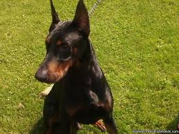 Pawrade connects pawsome people like you with happy, healthy puppies from our respected, prominent breeder relationships we've established over the last 15 years. Akc Doberman Pinscher Puppies Price 600 00 For Sale In Elcho Wisconsin Best Pets Online