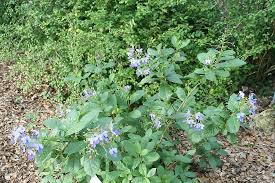 Image result for Rotheca myricoides