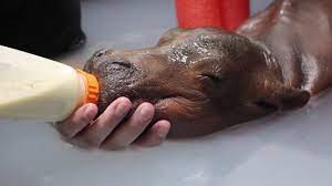 Play free game baby hippo bath time! A Premature Baby Hippo Enjoys A Yummy Bottle Of Milk While Sitting In Warm Bath