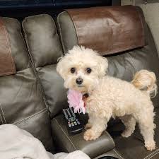 Hi guys, Looking for siblings to my baby girl Maltipoo