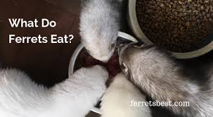 Ferret Food And Nutrition Ferrets Best