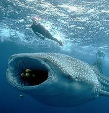 Whale Shark He Could Easily Swallow A Human Look At That Mouth Compared To That Diver Now Think Of Swimming With Whale Sharks Ocean Creatures Sea Creatures