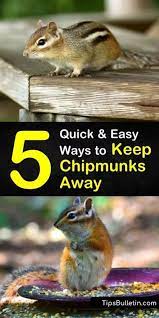 5 Quick Easy Ways To Keep Chipmunks Away Chipmunk Repellent Get Rid Of Chipmunks Chipmunks