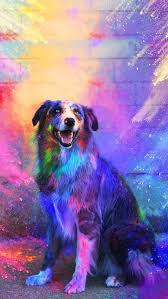 Iphonewallpaper Iphone Wallpaper Android Androidwallpaper Iphonebackground Cute Dog Wallpaper Cute Puppy Wallpaper Dog Wallpaper Iphone