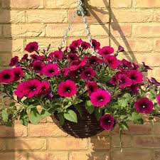 We're well known for our big, robust hanging baskets with plenty of colorful flowers for shade, part shade, or sun. Petunia Shockwave Deep Purple Planted Hanging Basket Purple Plants Hanging Baskets Petunias