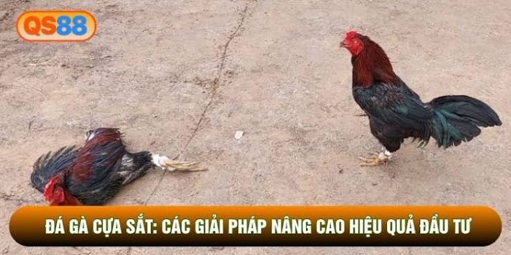 Đá Gà Cựa Sắt – Cập Nhật Trận Đấu Và Kinh Nghiệm Theo Dõi