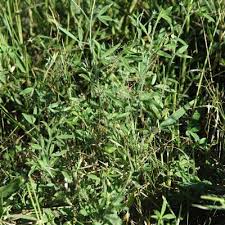 Image result for Crotalaria steudneri