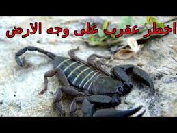 ان الاماكن المظلمة هي اكثر الاماكن التي تتسبب في تكاثر العقارب خصوصاً وانها تحب الظلام. Ø£Ø®Ø·Ø± Ø£Ù†ÙˆØ§Ø¹ Ø§Ù„Ø¹Ù‚Ø§Ø±Ø¨ ÙÙŠ Ù…ØµØ± Ø§Ø®Ø·Ø± Ø¹Ù‚Ø±Ø¨ Ø¹Ù„Ù‰ ÙˆØ¬Ù‡ Ø§Ù„Ø§Ø±Ø¶ Youtube