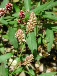 Image result for Persicaria madagascariensis