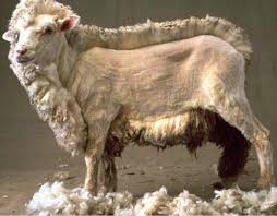 Pin By Yavuz Tellioglu On Anadolu Shaved Animals Goats Sheep