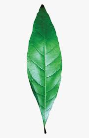 Check spelling or type a new query. Transparent Leaf Texture Png Single Green Leaf Png Png Download Transparent Png Image Pngitem