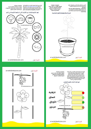 اجزاء النبات بالصور للاطفال تلوين وأنشطة تفاعلية أوراق عمل للأطفال شيت زون parts of a plant free kids worksheets for kids
