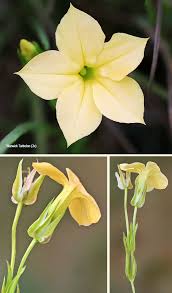 Image result for Exochaenium