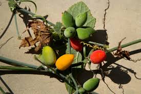 Image result for Corallocarpus bainesii