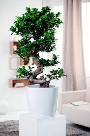 Pin By Rainbowmagicsparklebutterfly On Indoor Jungle Houseplants With Images Plants Artificial Plant Arrangements Artificial Plants Decor