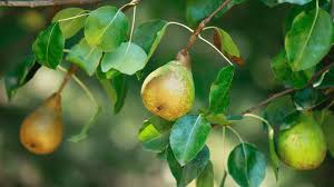 Check spelling or type a new query. How To Plant Fruit Trees Gardening Tips With J Parker S