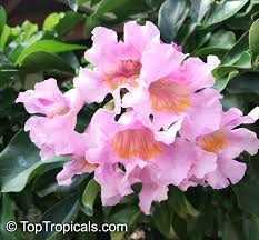 Image result for Radermachera