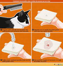 Puces Chez Le Chat Traitement Conseil Veto Illustre Catedog