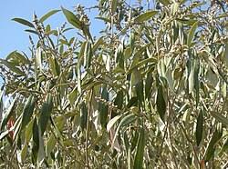 Image result for Croton madandensis