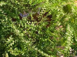 Image result for Adiantum hispidulum