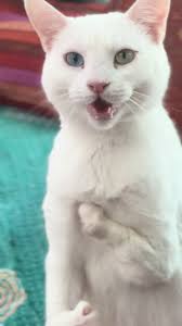 Demanding Kangaroo Cat