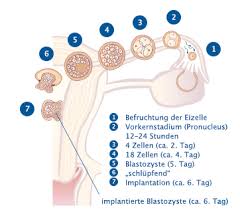 Die eizelle übernimmt die kontrolle über den hormonhaushalt. Weiblicher Zyklus Unser Wunschkind