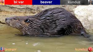 Beaver Kunduz English Turkish Video Dictionary Ingilizce Turkce Video Sozluk Youtube