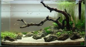 Nice Aquascape Aquarium Fish Tank Fresh Water Fish Tank Live Aquarium Plants
